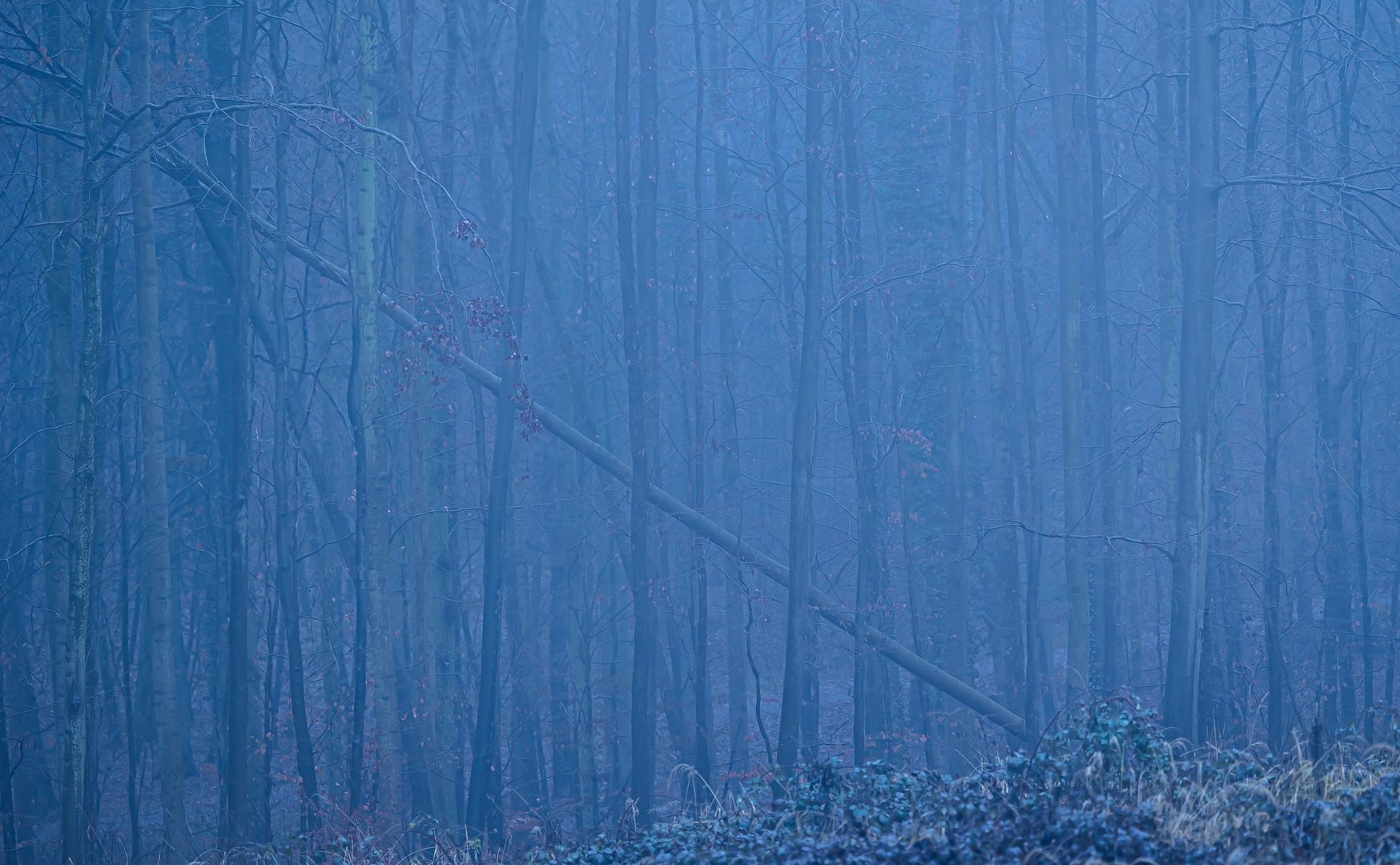 Wald im Nebel