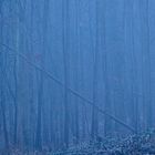 Wald im Nebel