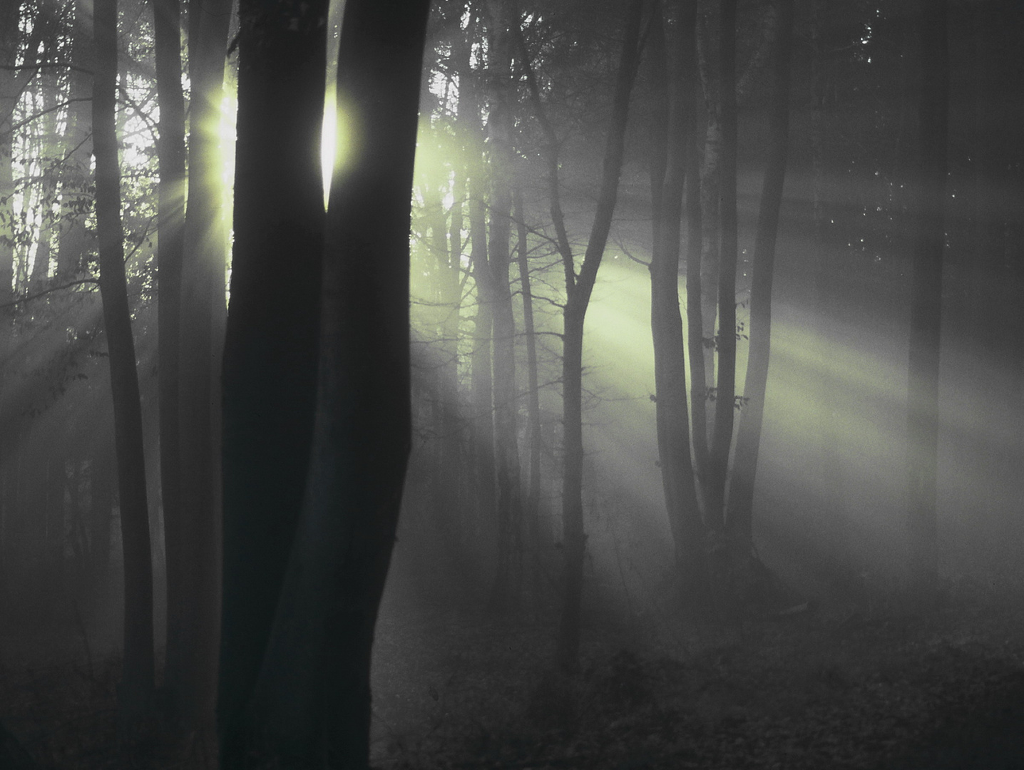 Wald im Nebel