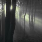 Wald im Nebel