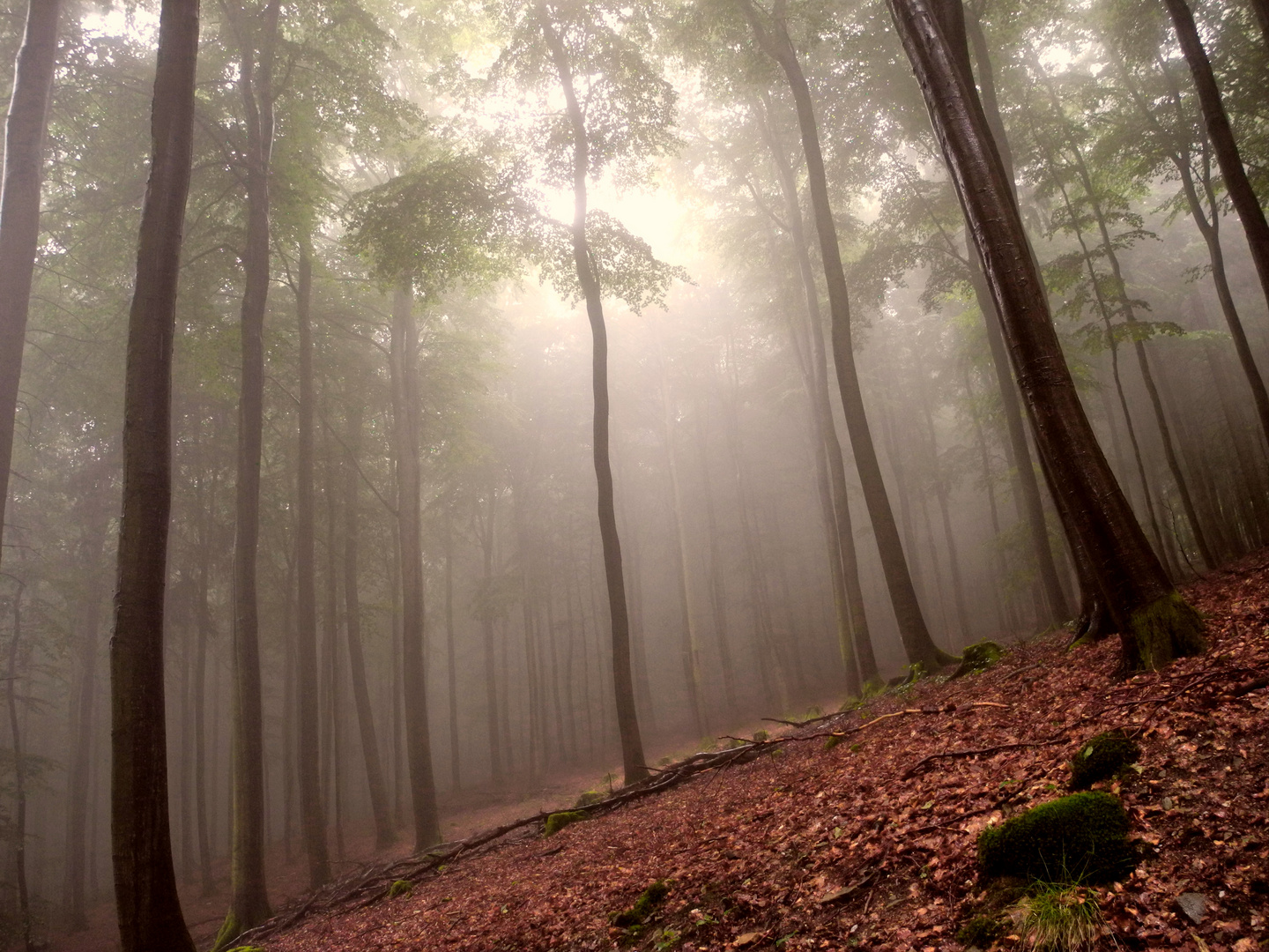 Wald im Nebel