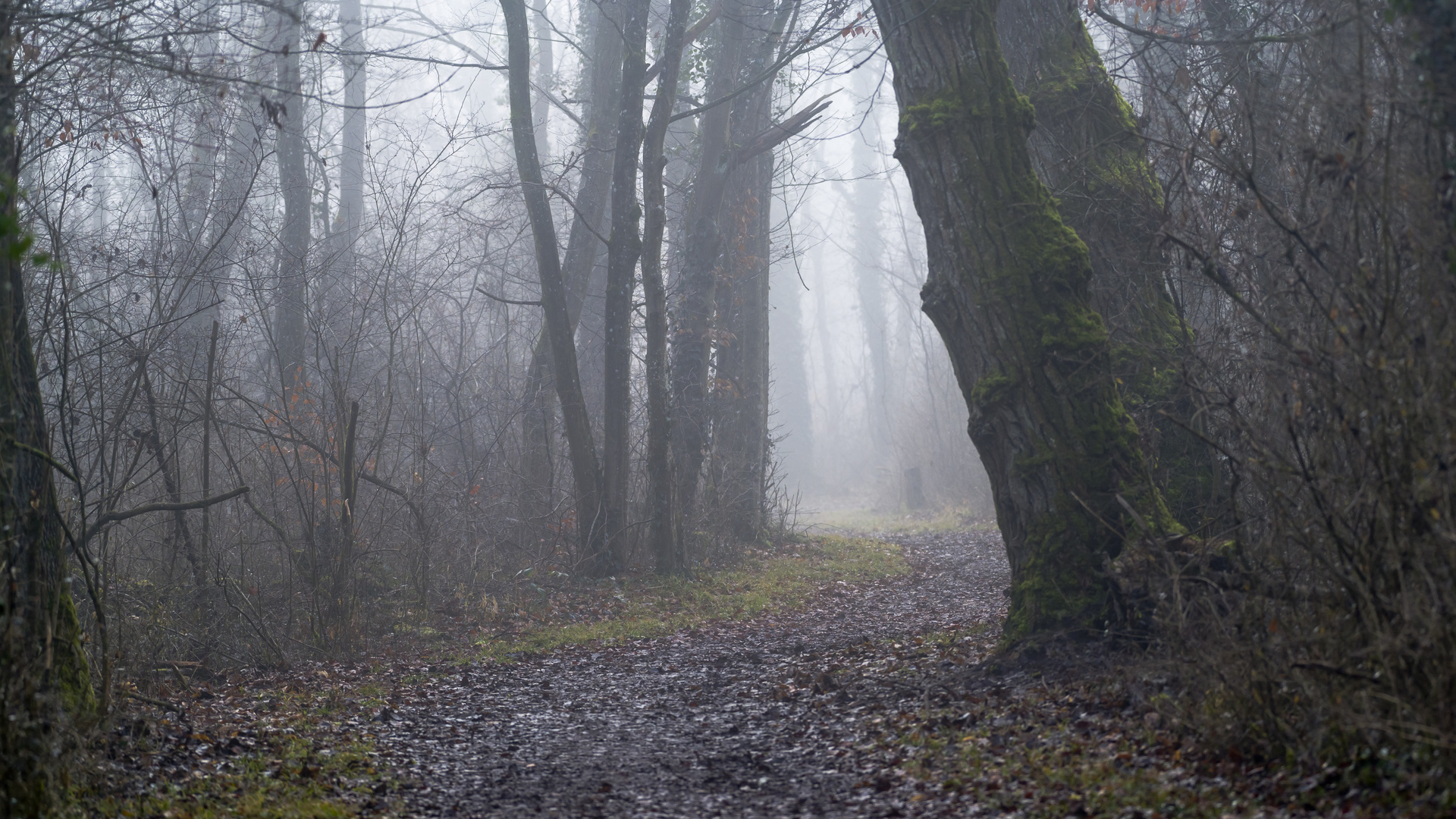 Wald im Nebel