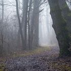 Wald im Nebel