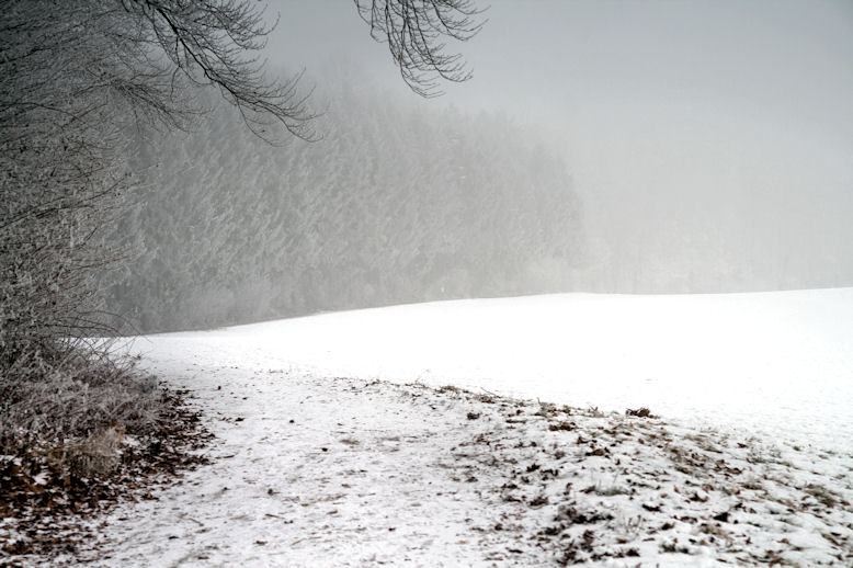 Wald im Nebel