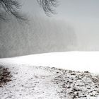 Wald im Nebel