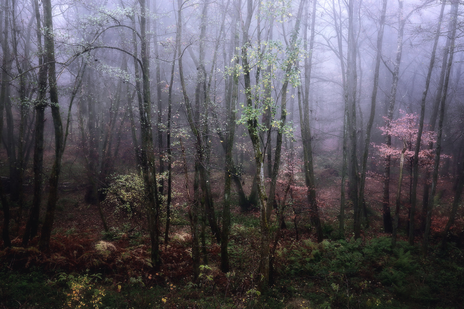 Wald im Nebel