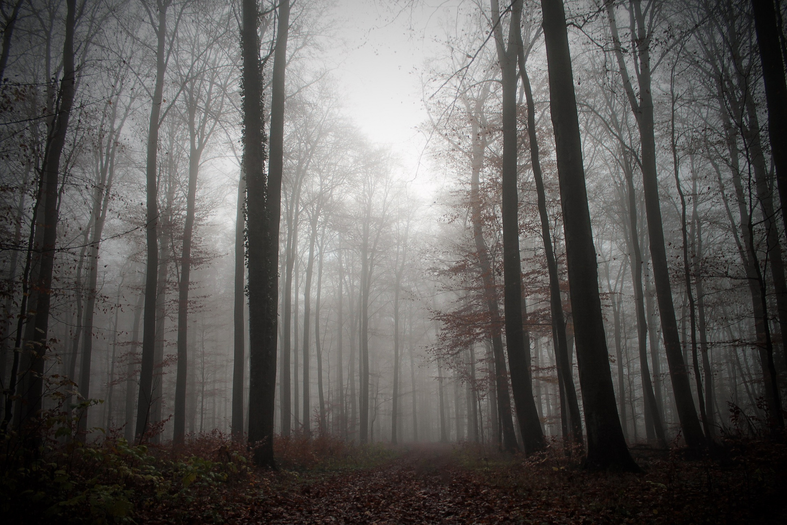 Wald im Nebel