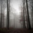 Wald im Nebel