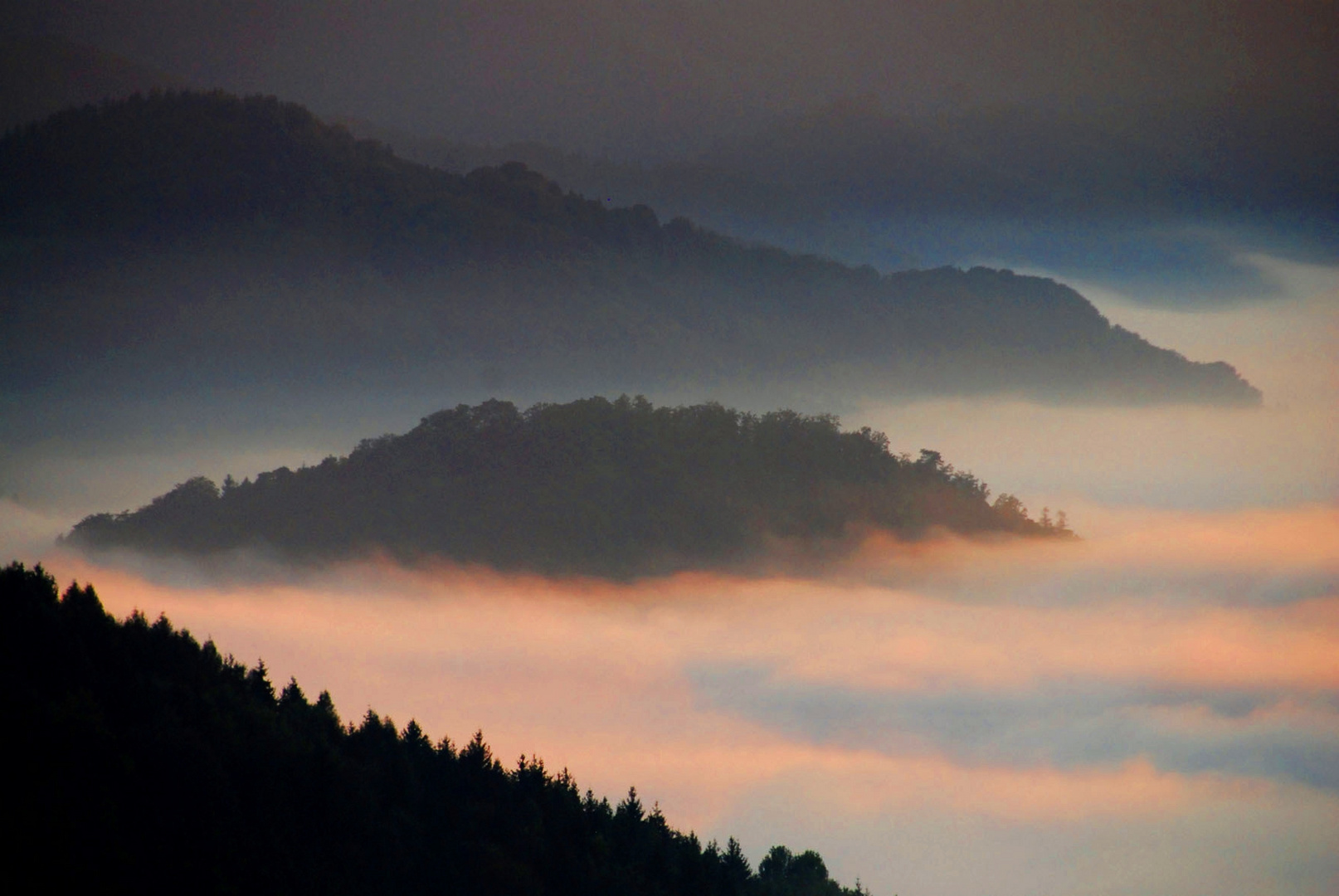 Wald im Nebel