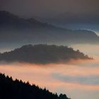 Wald im Nebel