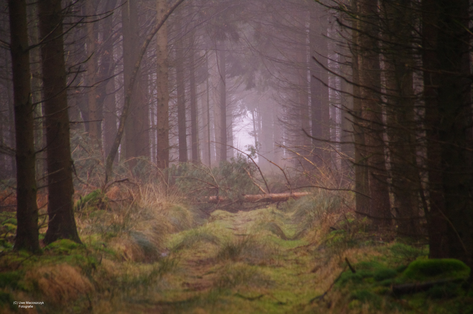 Wald im Nebel