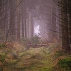 Wald im Nebel