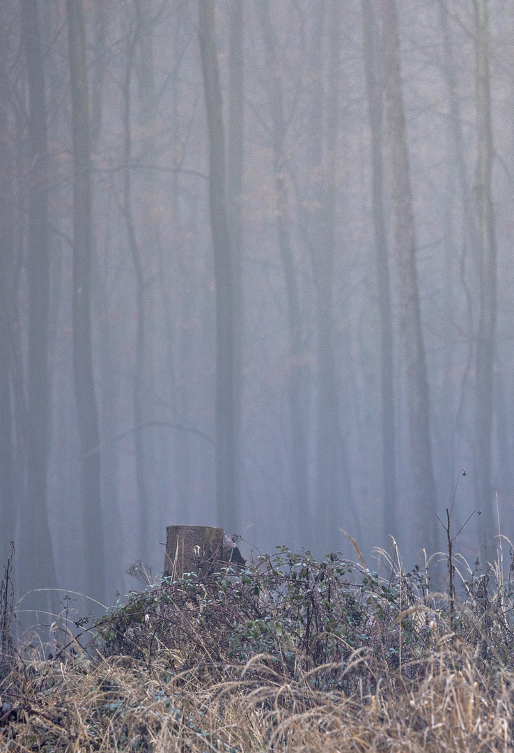 Wald im Nebel