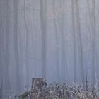 Wald im Nebel