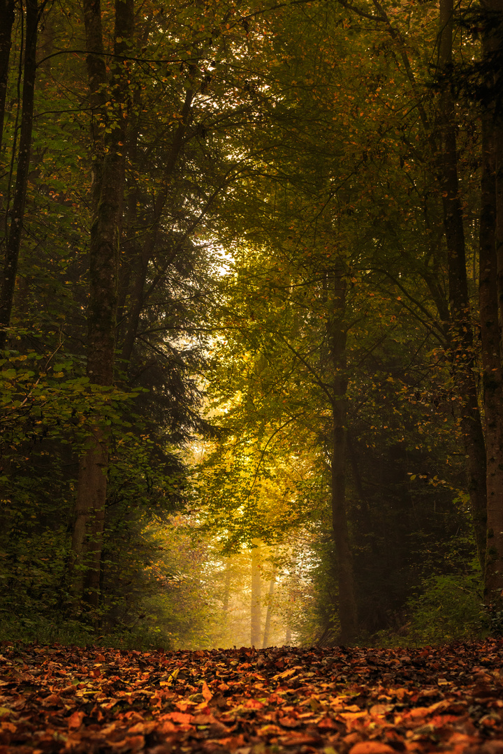 Wald im Nebel