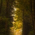 Wald im Nebel