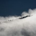 Wald im Nebel