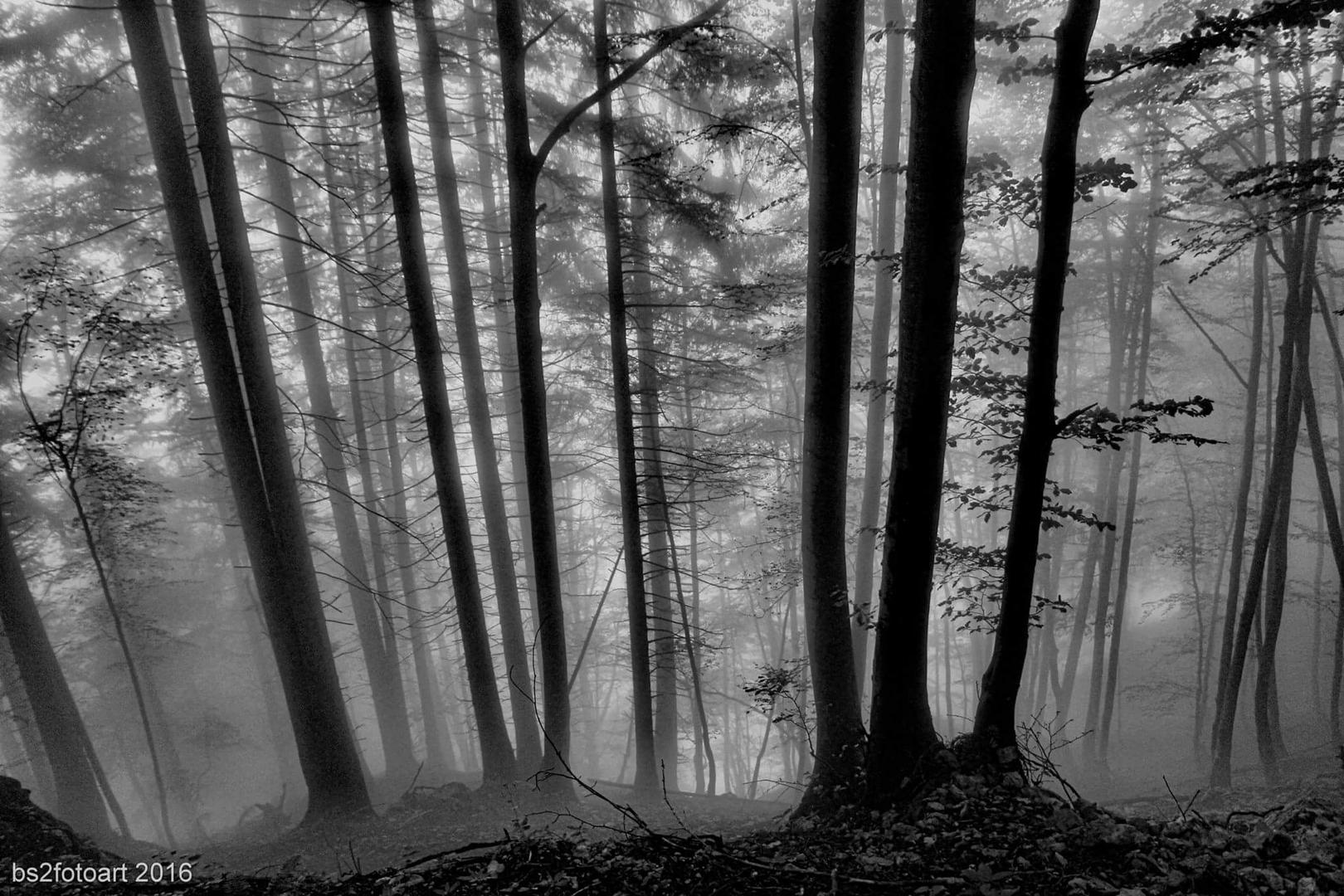 Wald im Nebel