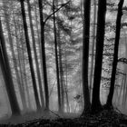 Wald im Nebel