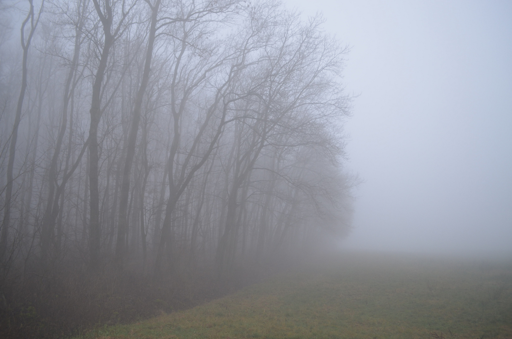 Wald im Nebel