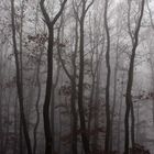 Wald im Nebel