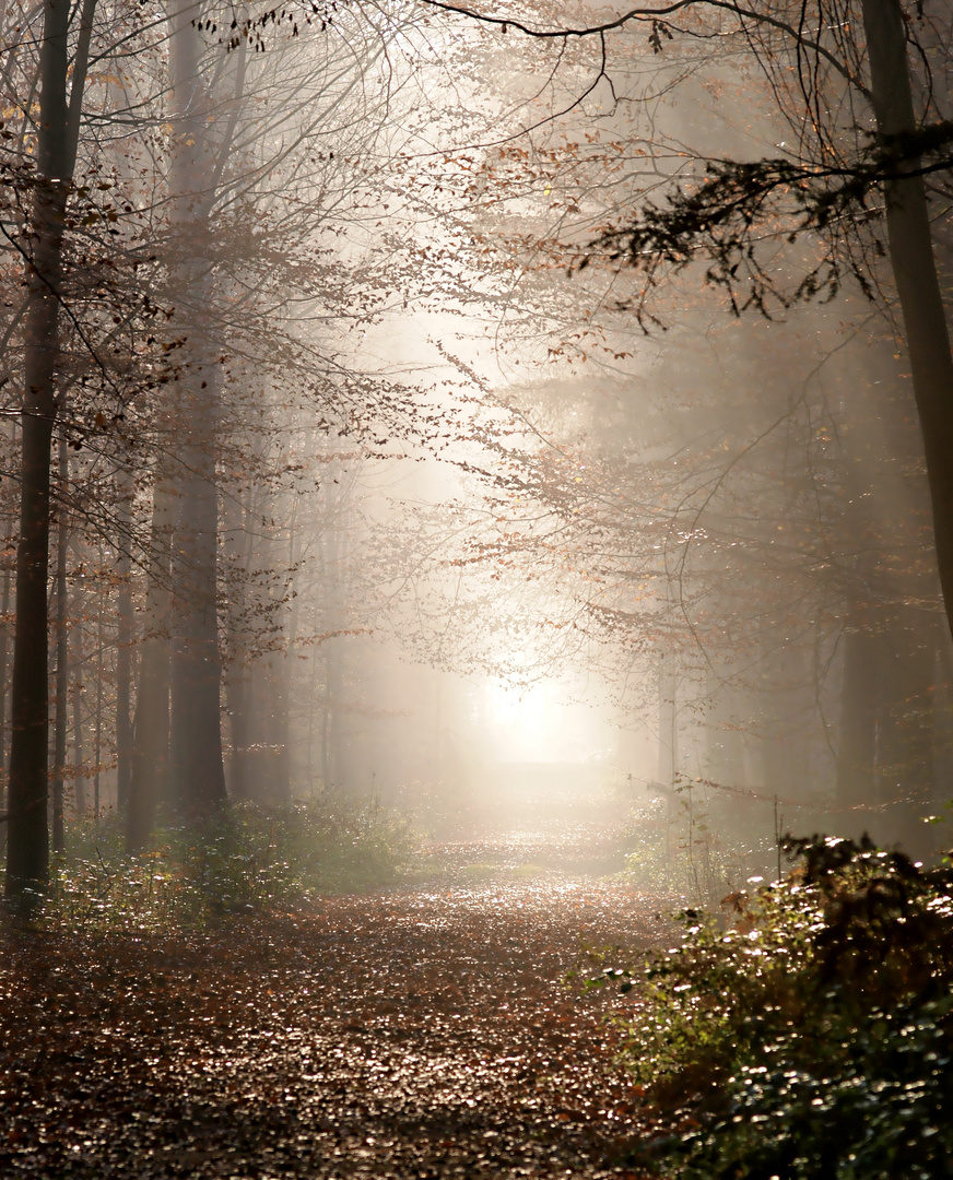 wald im nebel