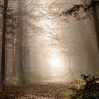 wald im nebel