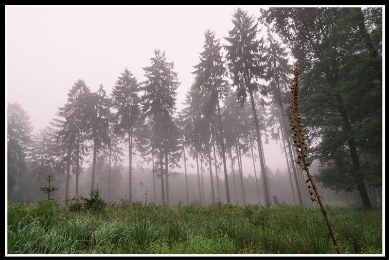 Wald im Nebel