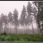 Wald im Nebel