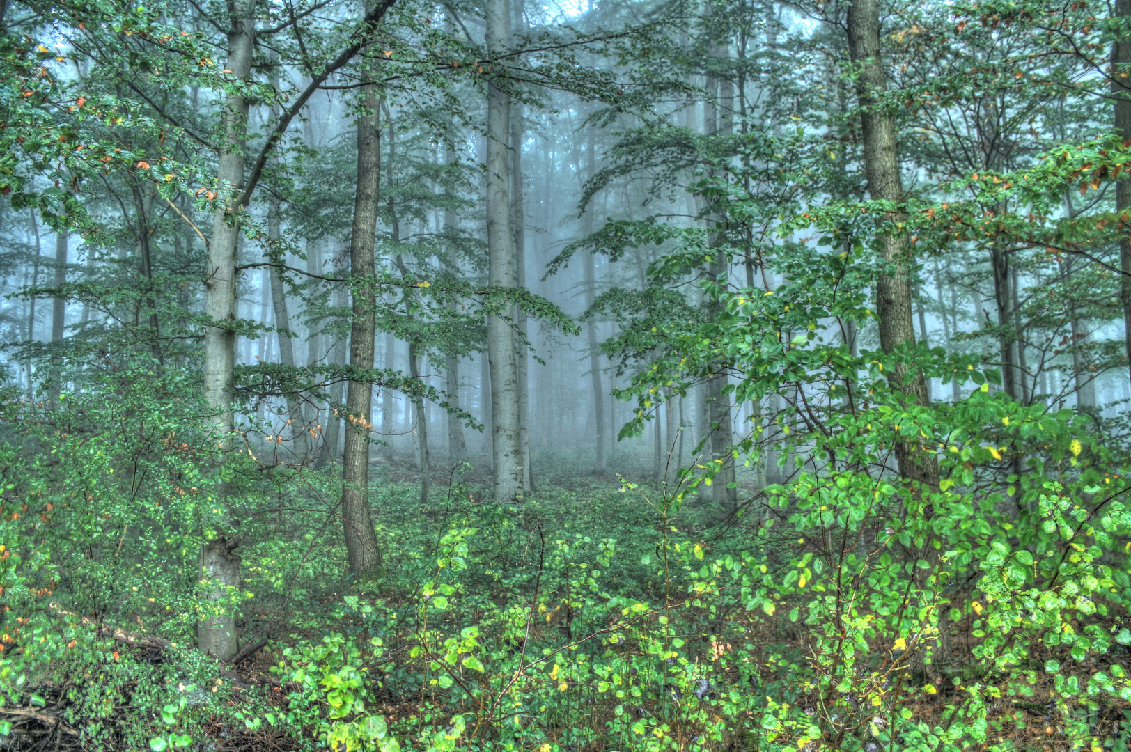 Wald im Nebel