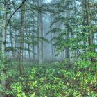 Wald im Nebel