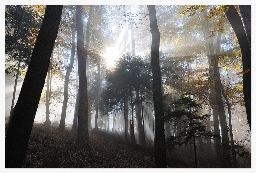 Wald im Nebel