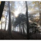 Wald im Nebel