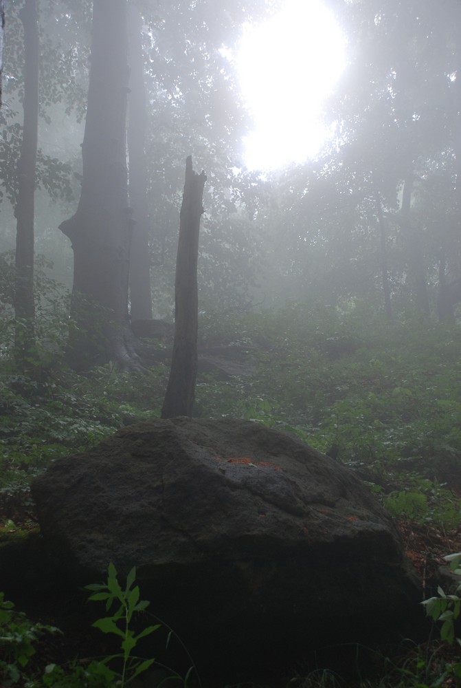 Wald im nebel