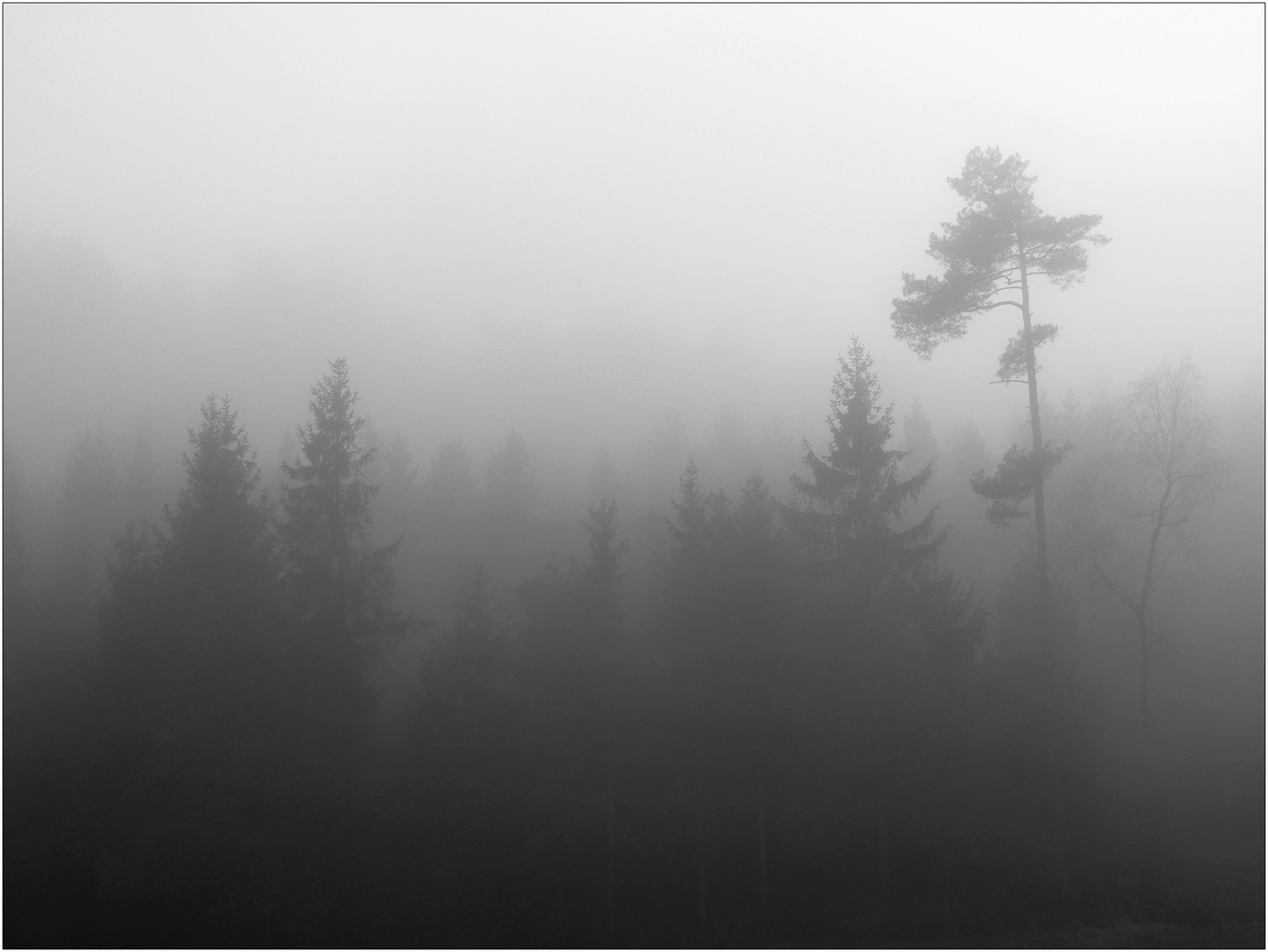 Wald im Nebel