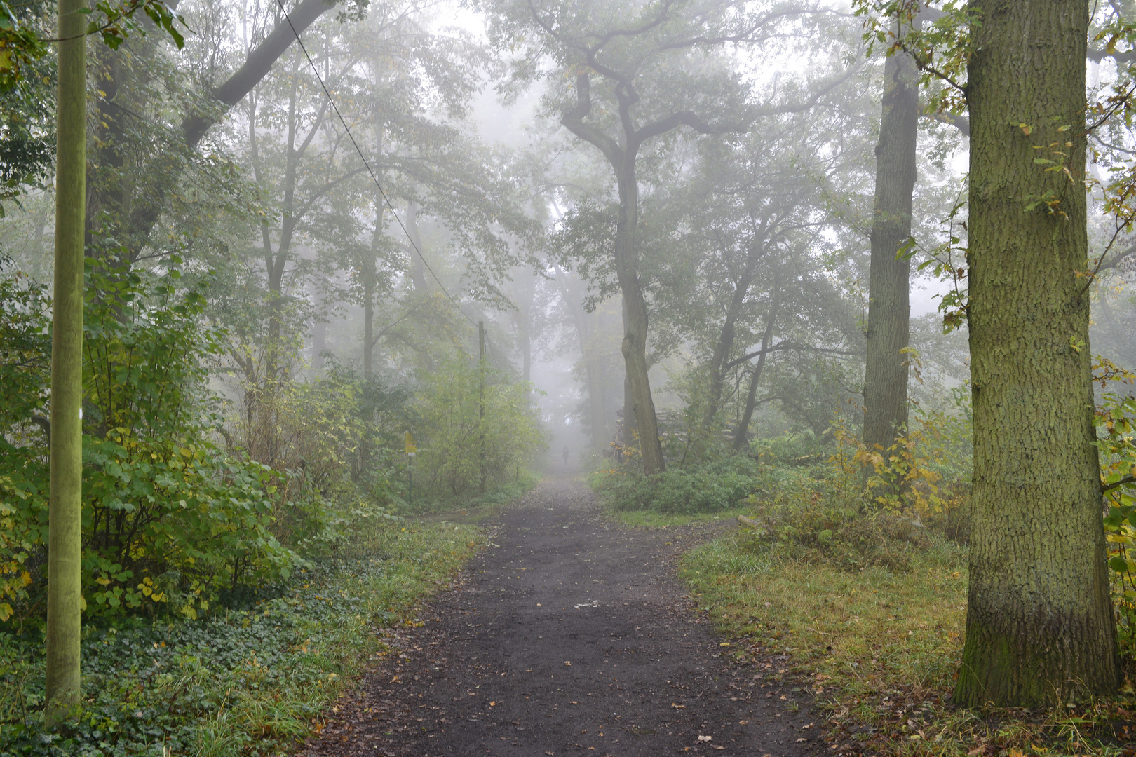 Wald im Nebel