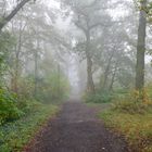 Wald im Nebel