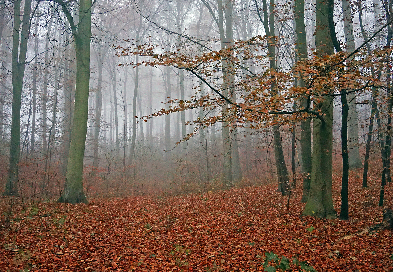 Wald im Nebel