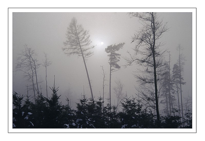 Wald im Nebel