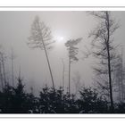 Wald im Nebel