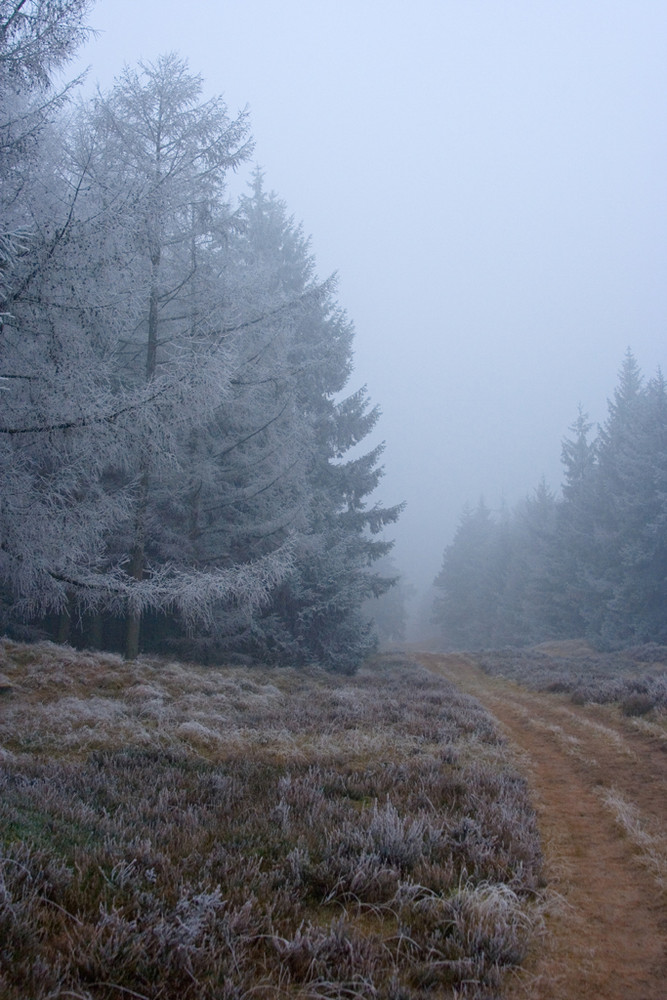 Wald im Nebel