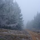 Wald im Nebel