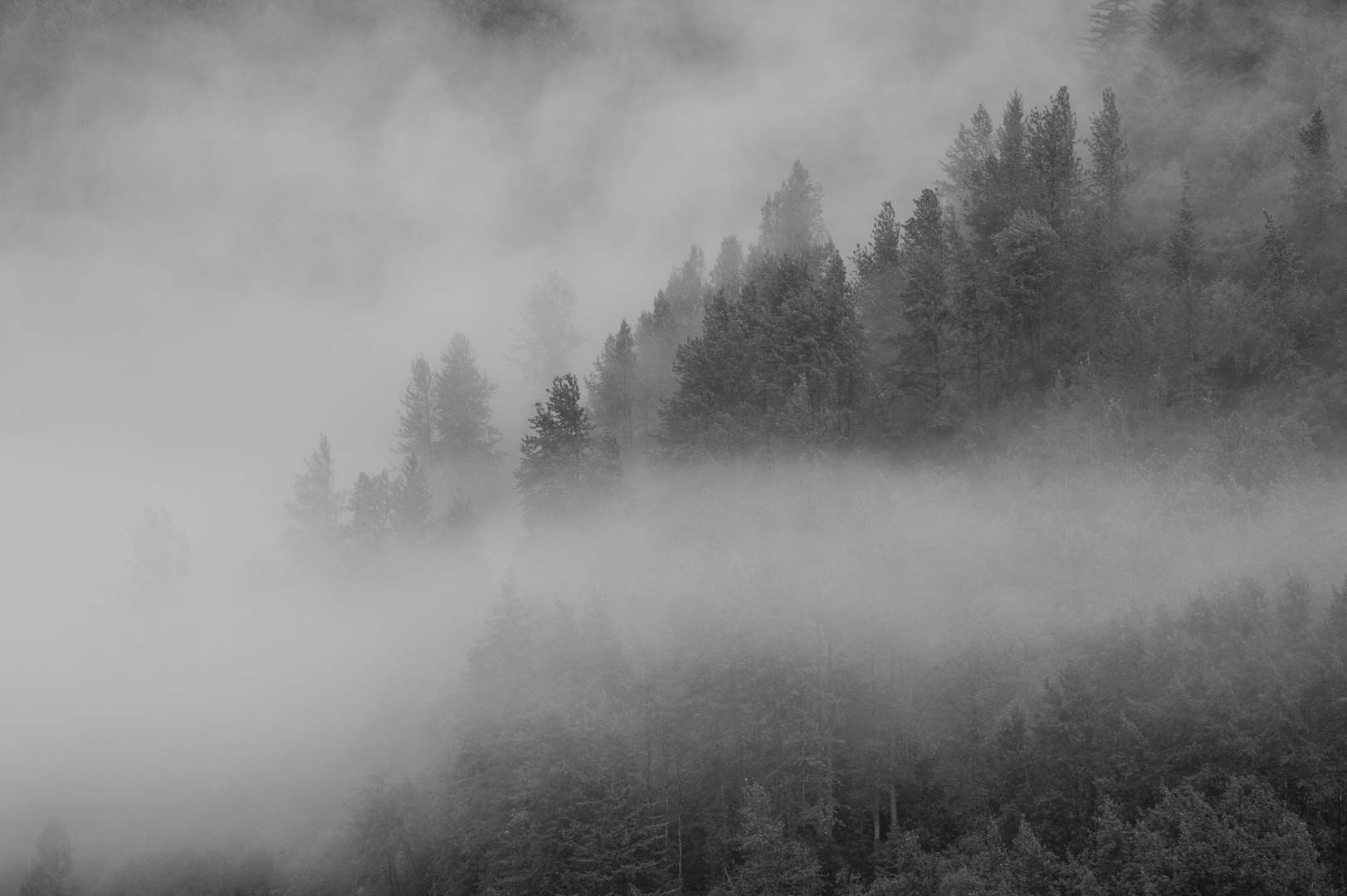 Wald im Nebel  DSC_0597