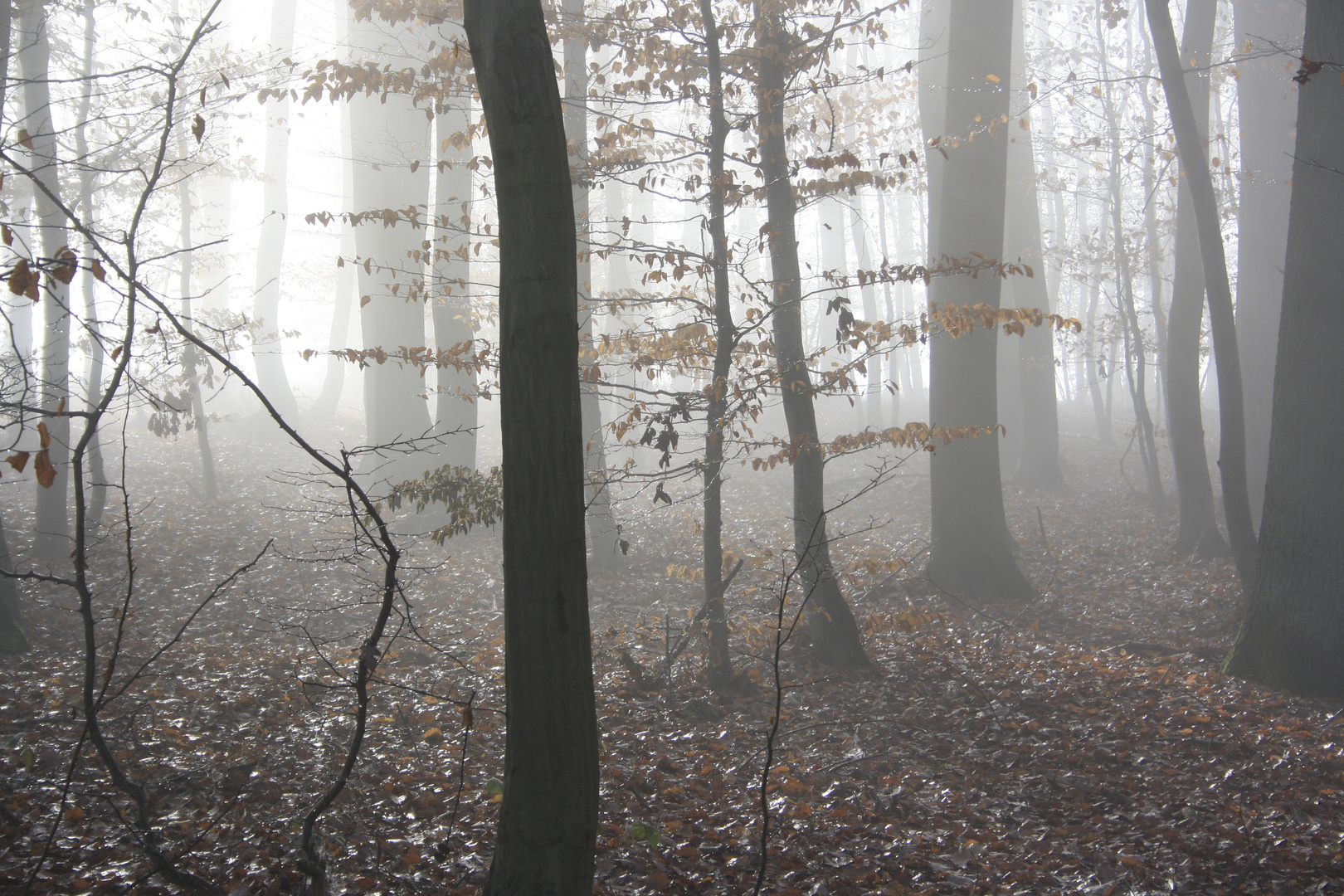 Wald im Nebel