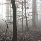 Wald im Nebel