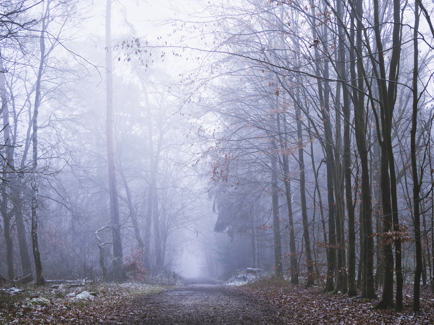 Wald im Nebel