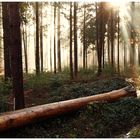 Wald im Nebel und im Sonnenlicht !