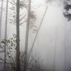 ...Wald im Nebel....Nebel im Wald...
