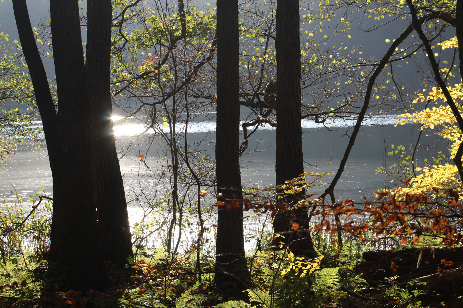 Wald im November 2