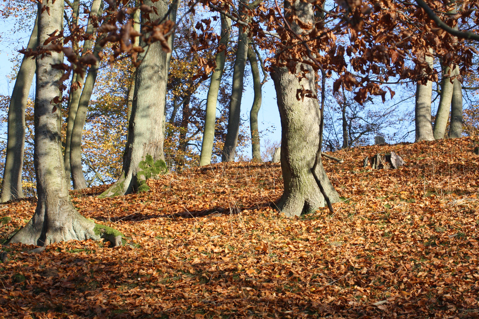 Wald im November